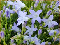 Campanula portenschlagiana &#39;Liselotte&#39;