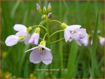 Cardamine pratensis