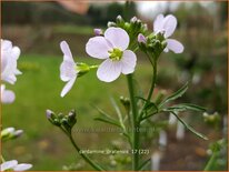 Cardamine pratensis