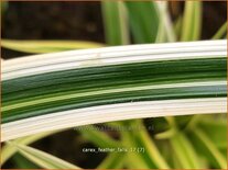 Carex &#39;Feather Falls&#39;