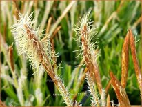 Carex morrowii