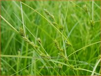 Carex remota