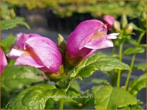 Chelone obliqua &#39;Pink Turtle&#39;