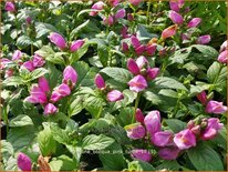 Chelone obliqua &#39;Pink Turtle&#39;