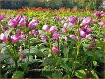 Chelone obliqua &#39;Pink Turtle&#39;