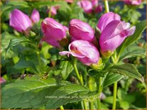 Chelone obliqua &#39;Pink Turtle&#39;