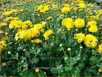 Chrysanthemum &#39;Citronella&#39;