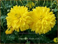 Chrysanthemum &#39;Citronella&#39;