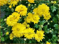 Chrysanthemum &#39;Citronella&#39;