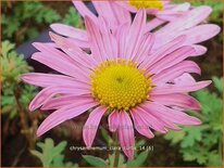 Chrysanthemum &#39;Clara Curtis&#39;