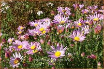 Chrysanthemum &#39;Clara Curtis&#39;