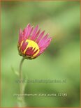 Chrysanthemum &#39;Clara Curtis&#39;