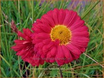 Chrysanthemum &#39;Fellbacher Wein&#39;