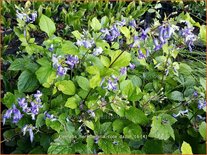 Clematis heracleifolia &#39;Cote d&#39;Azur&#39;