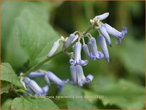 Clematis heracleifolia &#39;Cote d&#39;Azur&#39;