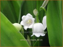 Convallaria majalis