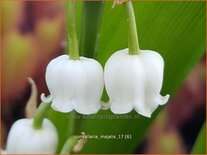 Convallaria majalis