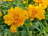 Coreopsis grandiflora &#39;Early Sunrise&#39;