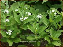 Cynanchum ascyrifolium