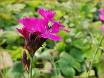 Dianthus carthusianorum