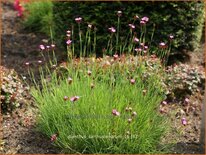 Dianthus carthusianorum