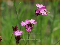 Dianthus carthusianorum