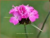 Dianthus carthusianorum