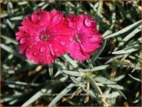 Dianthus gratianopolitanus &#39;Badenia&#39;