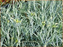 Dianthus &#39;Haytor White&#39;