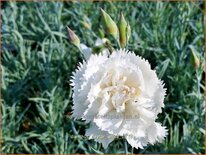 Dianthus &#39;Haytor White&#39;