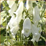 Digitalis purpurea &#39;Alba&#39;