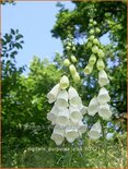 Digitalis purpurea &#39;Alba&#39;