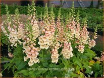 Digitalis purpurea &#39;Dalmatian Peach&#39;