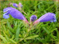 Dracocephalum argunense &#39;Blue Carpet&#39;