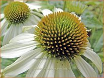 Echinacea purpurea &#39;Alba&#39;