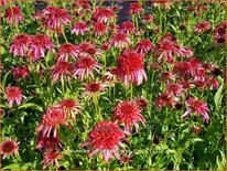 Echinacea purpurea &#39;Guava Ice&#39;