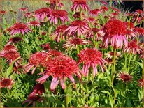 Echinacea purpurea &#39;Guava Ice&#39;