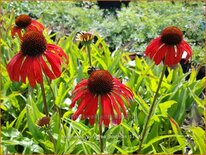 Echinacea purpurea &#39;Postman&#39;