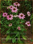 Echinacea purpurea &#39;Powwow Wild Berry&#39;