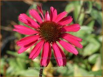 Echinacea purpurea &#39;Sensation Pink&#39;