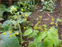 Epimedium davidii