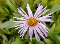 Erigeron &#39;Quakeress&#39;