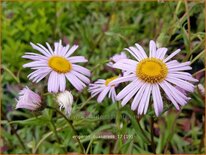 Erigeron &#39;Quakeress&#39;