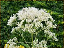 Eupatorium fistulosum &#39;Bartered Bride&#39;