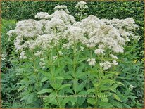 Eupatorium fistulosum &#39;Bartered Bride&#39;