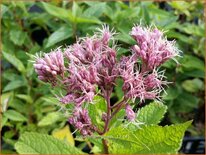 Eupatorium &#39;Mask&#39;