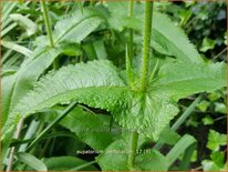 Eupatorium perfoliatum