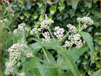 Eupatorium perfoliatum