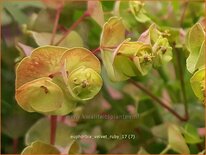 Euphorbia &#39;Velvet Ruby&#39;