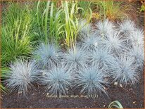 Festuca glauca &#39;Elijah Blue&#39;